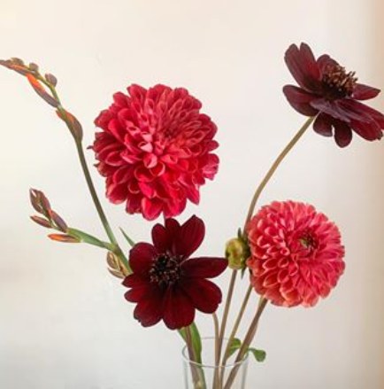 Red and coral dahlias with chocolate cosmos and crocosmia buds in a glass vase